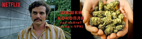 прущие грибы Магадан